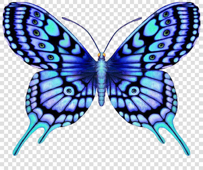 Clip Art Large Color Supernatural   Symmetrical Design Of Butterfly  HD Png DownloadTransparent PNG