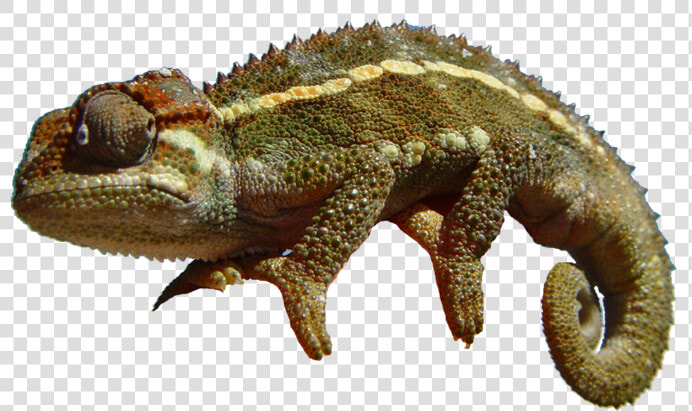 Chameleon Png  Transparent PngTransparent PNG