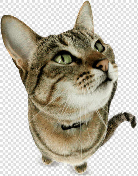 Gatos Png  Transparent PngTransparent PNG