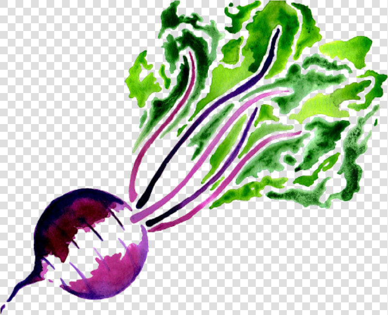 Beet Png Image   Portable Network Graphics  Transparent PngTransparent PNG