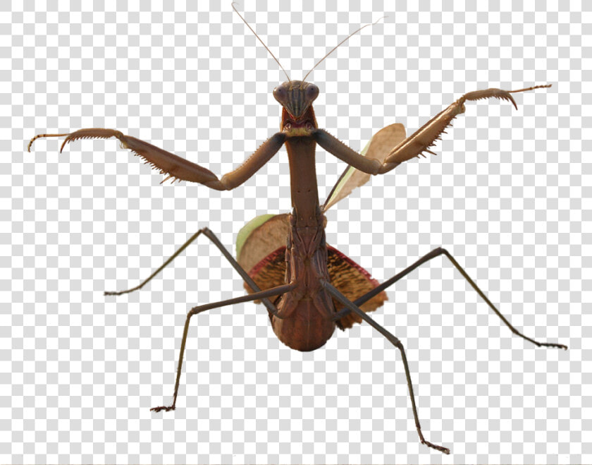 Mantis Png Photo   Water Beetle With Long Legs  Transparent PngTransparent PNG