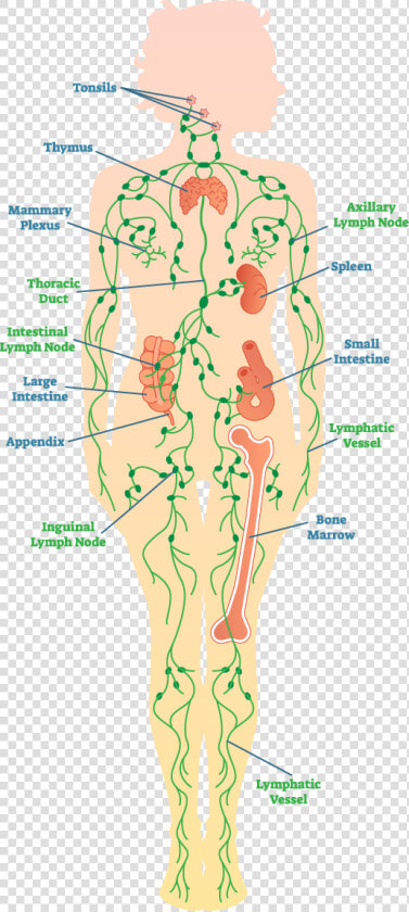 Diagram Of The Lymph System   Lymph Nodes In Legs  HD Png DownloadTransparent PNG