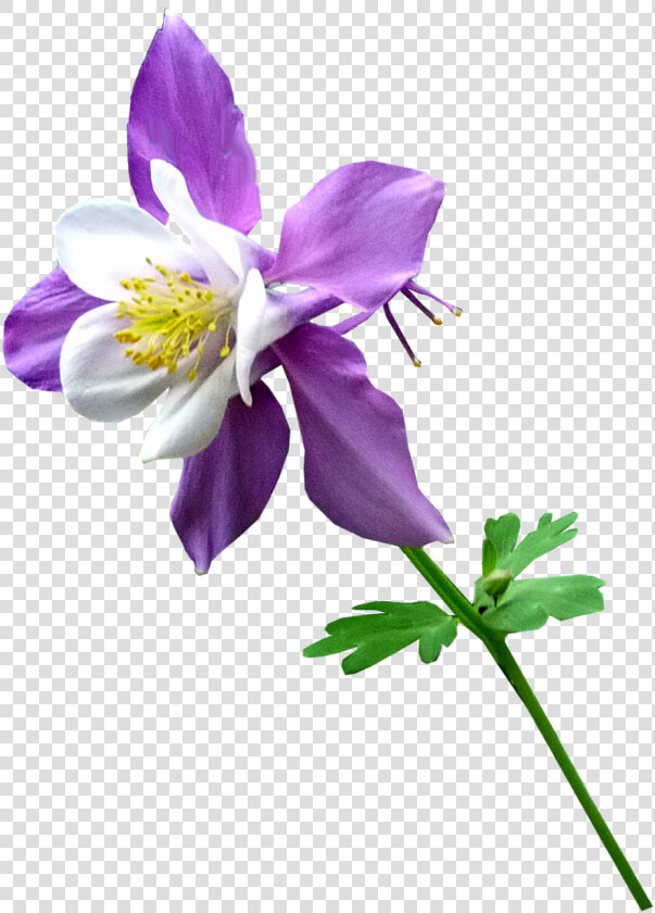 Columbine   Columbine Flower Transparent Background  HD Png DownloadTransparent PNG