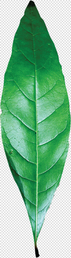 Transparent Leaf Texture Png   Single Green Leaf Png  Png DownloadTransparent PNG