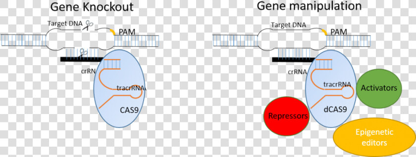 Crispr Cas9 System  HD Png DownloadTransparent PNG