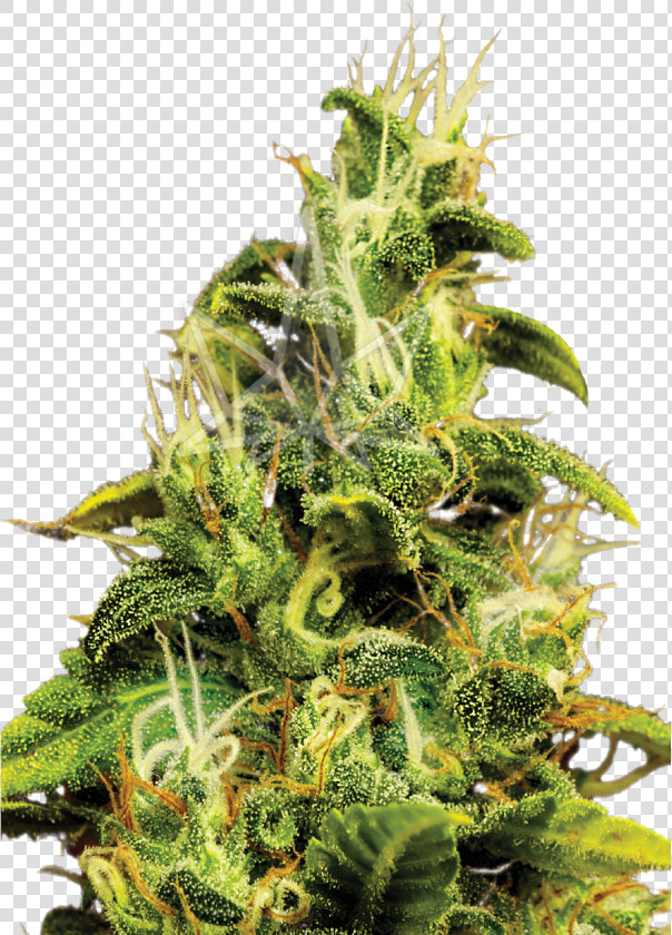 Ak47 Feminized Seeds   Houseplant  HD Png DownloadTransparent PNG