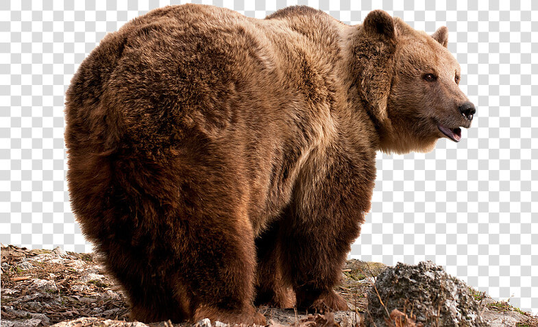 Grizzly Bear Png   Brown Bear  Transparent PngTransparent PNG
