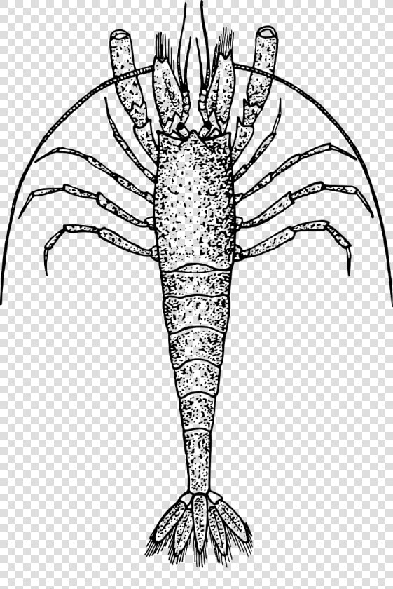 Shrimp   Zooplankton Clipart Black And White  HD Png DownloadTransparent PNG