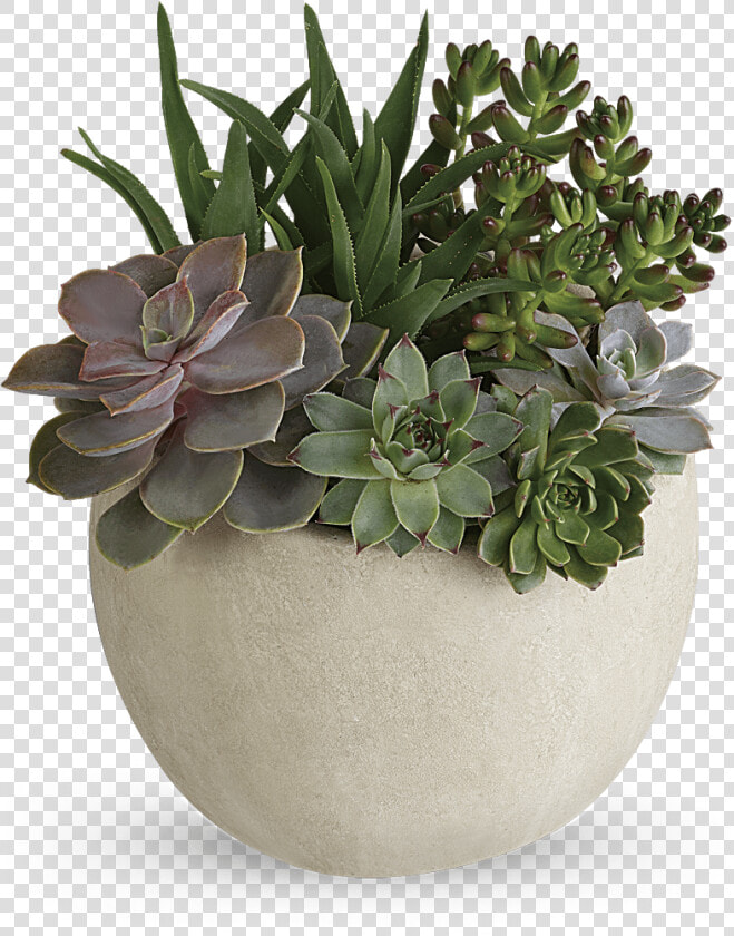 Transparent Desert Plants Png   Green Succulents  Png DownloadTransparent PNG