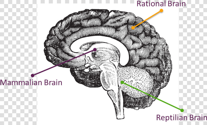 Human Brain Side Profile  HD Png DownloadTransparent PNG