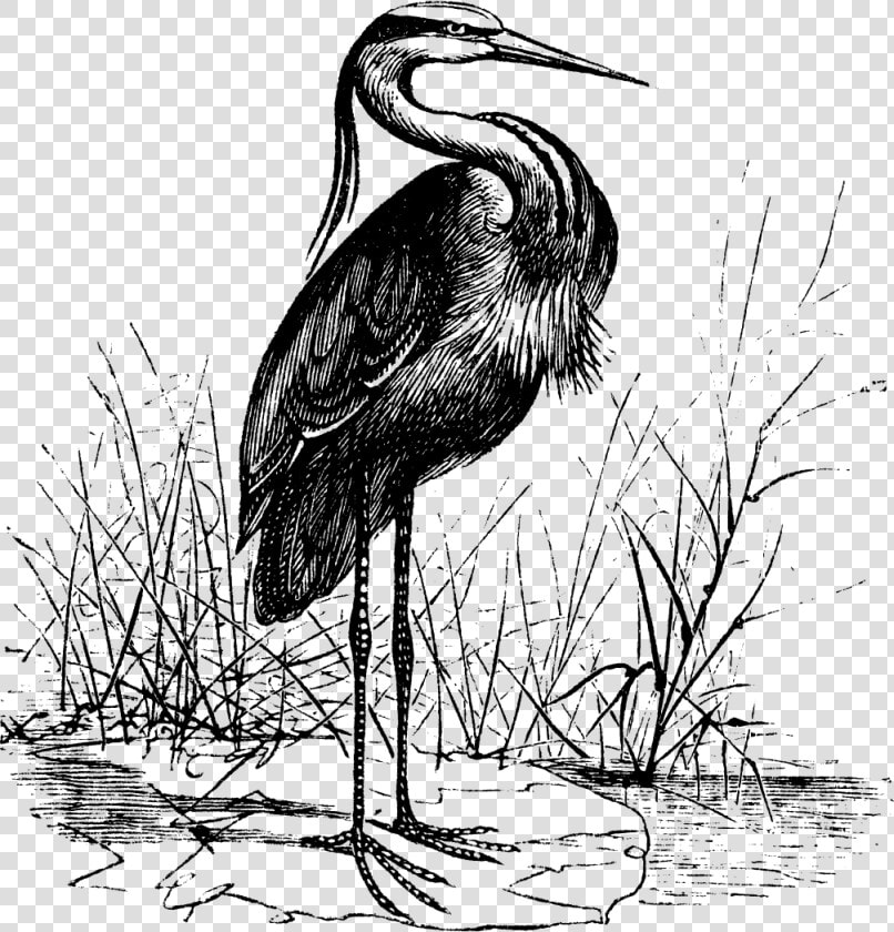 The Crane Lake Mascot   Vintage Heron Illustration  HD Png DownloadTransparent PNG