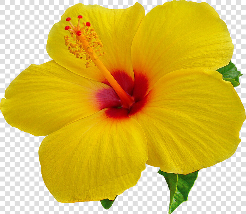 Hibiscus Png Images Transparent Free Download   Hibiscus Flower Transparent Background  Png DownloadTransparent PNG