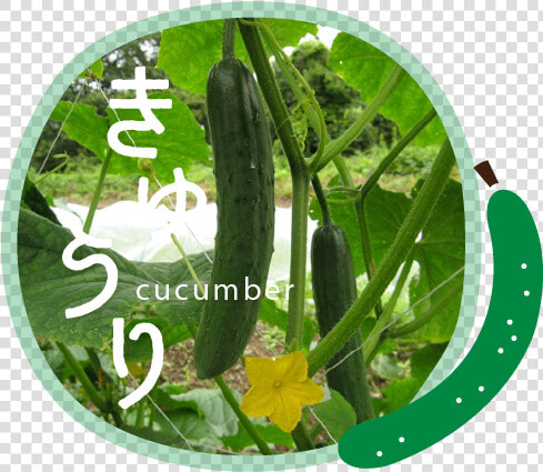 Snow Peas  HD Png DownloadTransparent PNG