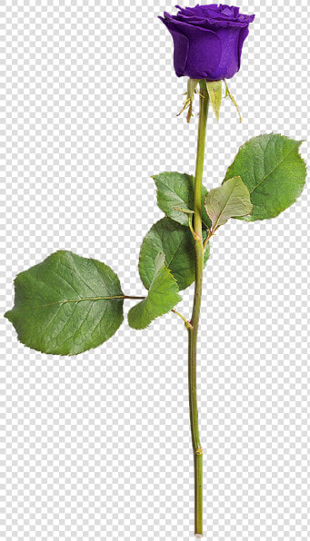 Rose  Isolated  Love  Flower  Violet  Romance   Purple Rose With Stem Transparent  HD Png DownloadTransparent PNG