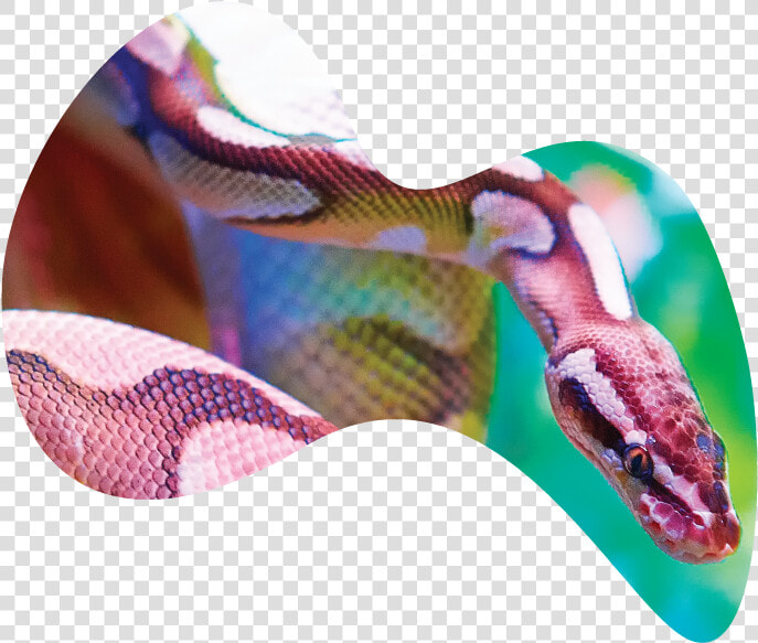 Serpent  HD Png DownloadTransparent PNG