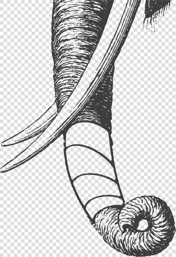 Elephant Trunk Dark   Sketch  HD Png DownloadTransparent PNG