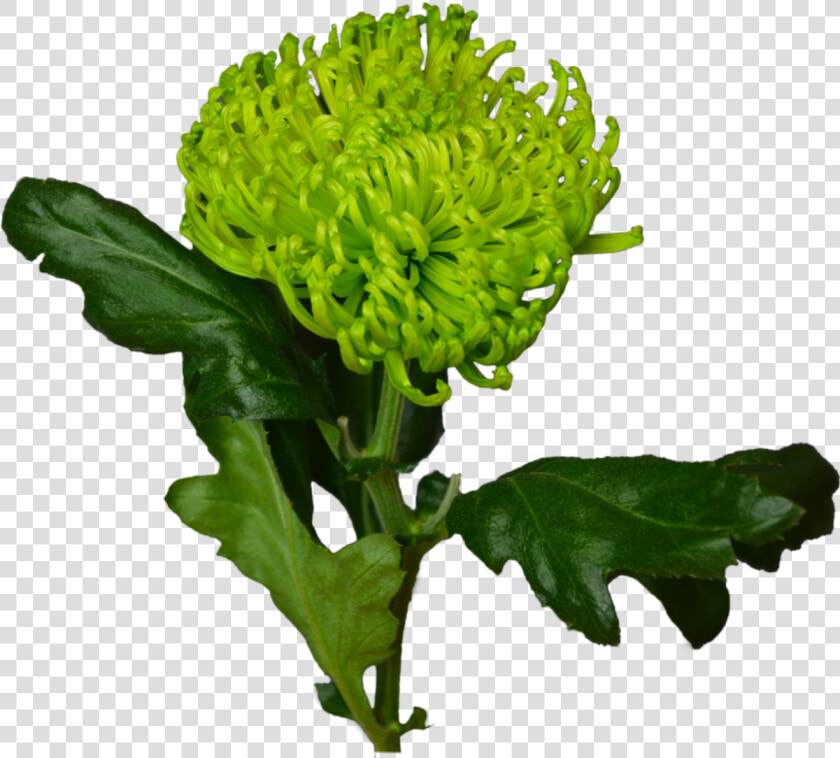 Green Chrysanthemum Flower Shop Studio Flores   Хризантема Зелёная Png  Transparent PngTransparent PNG