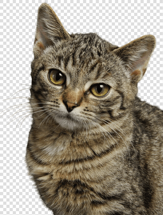 Pexels Cat  HD Png DownloadTransparent PNG
