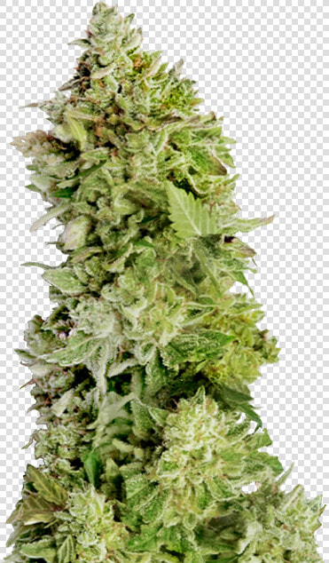 Buy Mega Buds Seeds Beast Mode Auto Fem   Beast Mode Auto Feminised  HD Png DownloadTransparent PNG