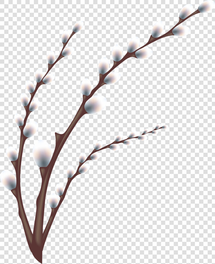 Transparent Olive Branches Png   Willow Tree Branch Transparent  Png DownloadTransparent PNG