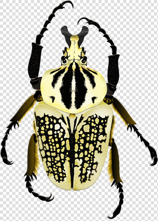 Goliath  HD Png DownloadTransparent PNG