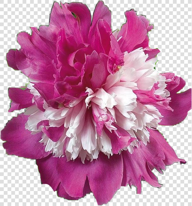  peony  freetoedit   Paeonia Celebrity  HD Png DownloadTransparent PNG