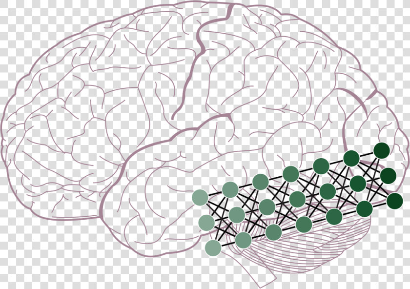 Lobes Of The Brain  HD Png DownloadTransparent PNG