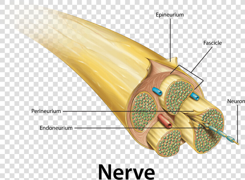 Nerve Anataomy   Peripheral Nerve In Cross Section  HD Png DownloadTransparent PNG