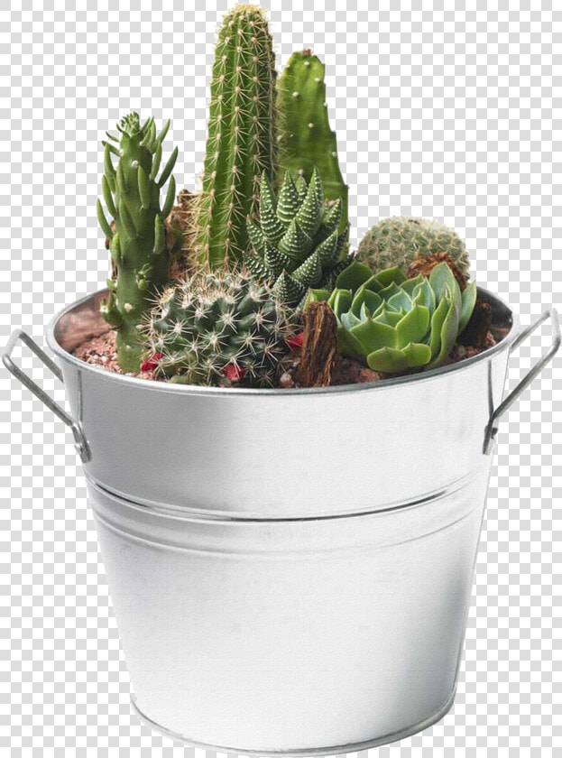 Cactus Png Image   Succulents And Cactus Png  Transparent PngTransparent PNG