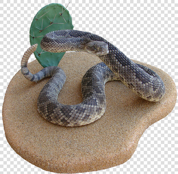 Rattlesnake Hognose Boa Constrictor Kingsnakes   Serpent  HD Png DownloadTransparent PNG