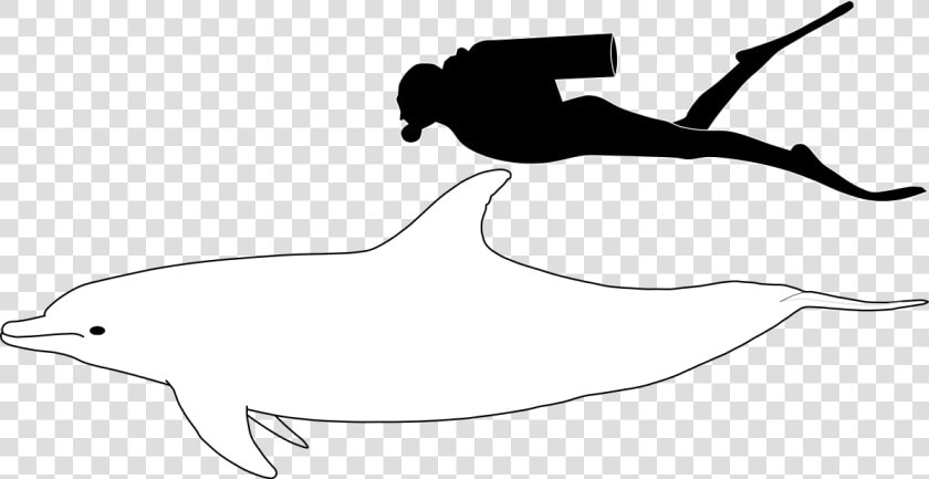 Bottlenose Dolphin Size   Bottlenose Dolphin Compared To Human  HD Png DownloadTransparent PNG