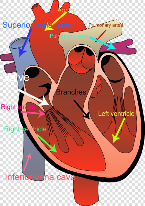 Circulatory System Clipart   Transparent Background Human Heart Clipart  HD Png DownloadTransparent PNG