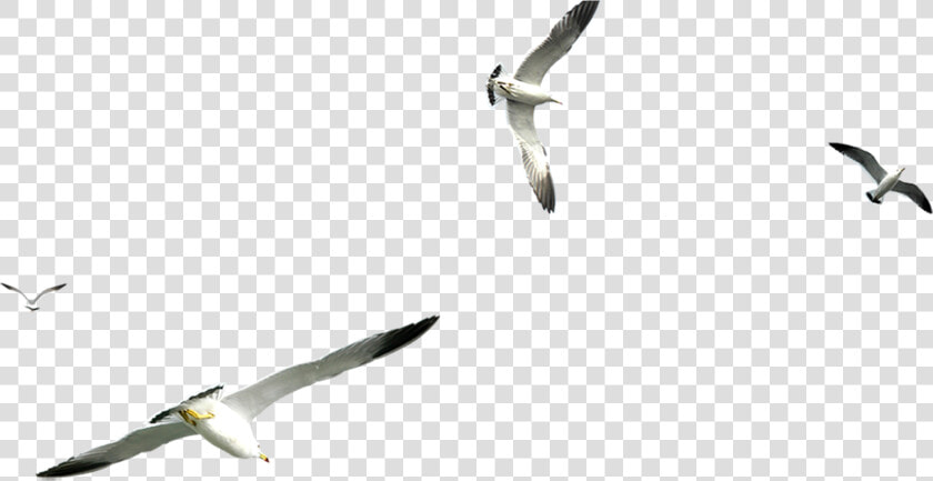 Flight Gulls Airplane   Transparent Background Flying Seagull Png  Png DownloadTransparent PNG