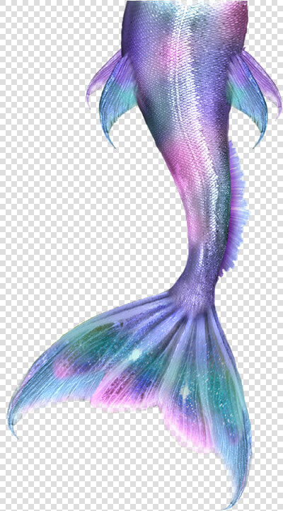 Mermaid Tails Png   Mermaid Tail Drawing  Transparent PngTransparent PNG