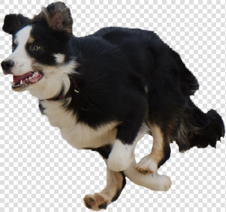 Running Psd File With   Dog Running Transparent Background  HD Png DownloadTransparent PNG