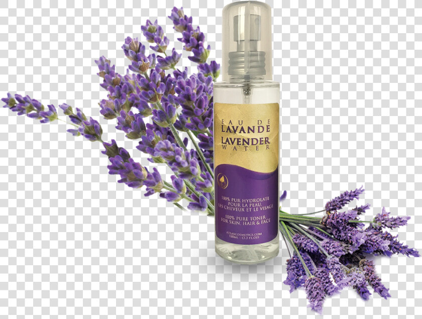 Transparent Lavender Flower Png   English Lavender  Png DownloadTransparent PNG