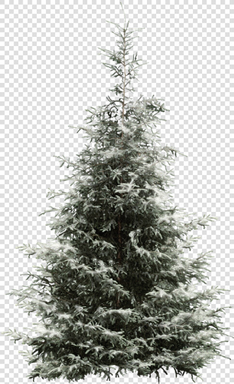 Fir Tree Pine Year Spruce Snowflake Clipart   Conifer Tree Png  Transparent PngTransparent PNG