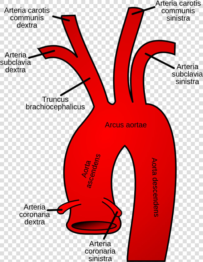 Aortic Arch  HD Png DownloadTransparent PNG