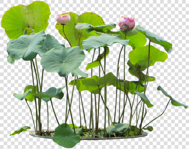 Nelumbo Nucifera Png  Transparent PngTransparent PNG