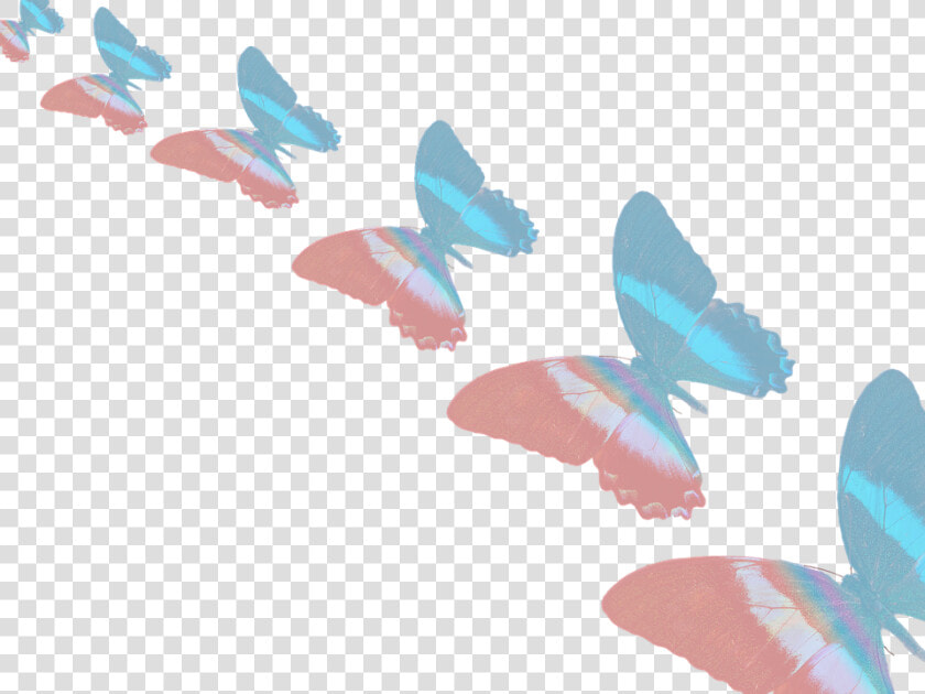 Lycaenid  HD Png DownloadTransparent PNG