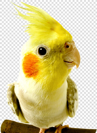 Kaytee » Kaytee Pet Products  Inc   Birds At The Vet  HD Png DownloadTransparent PNG