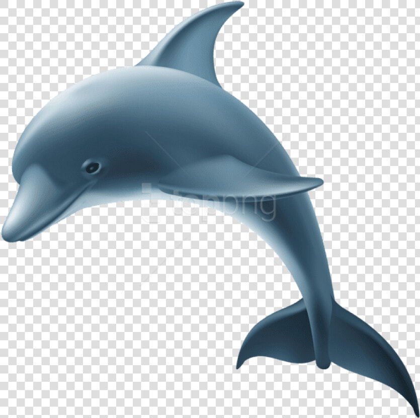 Dolphin common Bottlenose Dolphin bottlenose Dolphin short   Dolphin Clipart Transparent Background  HD Png DownloadTransparent PNG