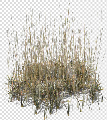 Beach Grass Png Transparent   Grass  Png DownloadTransparent PNG