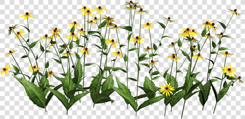 Transparent Plant Stem Png   Cut Out Flowers Photoshop  Png DownloadTransparent PNG