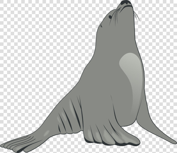 Valessiobrito Sea Lion Svg Clip Arts   Sea Lion Clipart  HD Png DownloadTransparent PNG