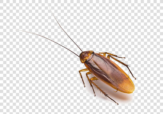 Roach Png Free Download   Roach Png  Transparent PngTransparent PNG