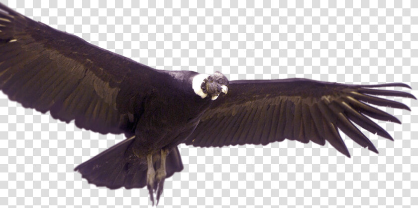 Condor De Los Andes Png  Transparent PngTransparent PNG