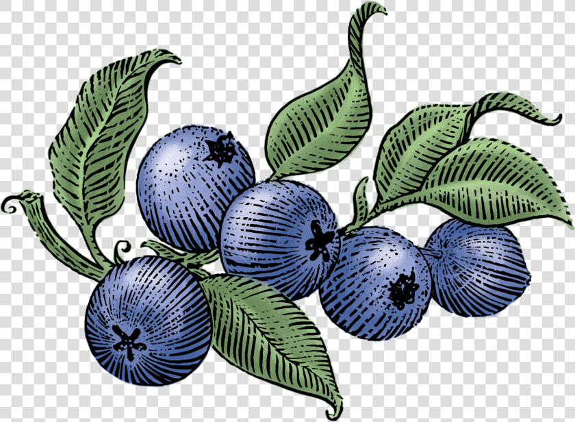 Clip Art Blueberry Photos   Siggi  39 s Blueberry Drinkable Yogurt  HD Png DownloadTransparent PNG