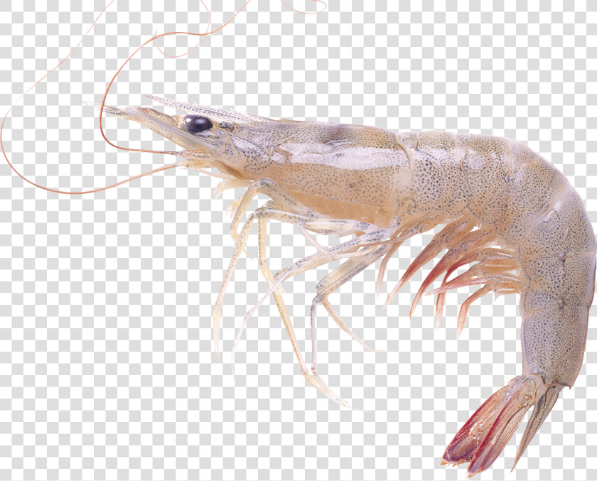 Shrimps Png   Live Shrimp Transparent Background  Png DownloadTransparent PNG