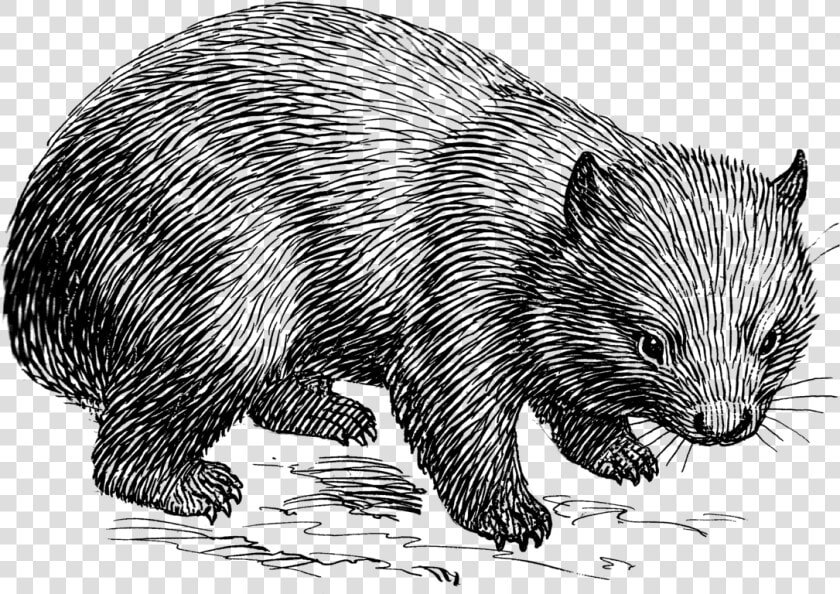 Wombat Lineart T   Wombat Black And White  HD Png DownloadTransparent PNG